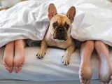 Можно ли спать с собакой в одной постели ? Вот 5 доказательств того, что нужно!