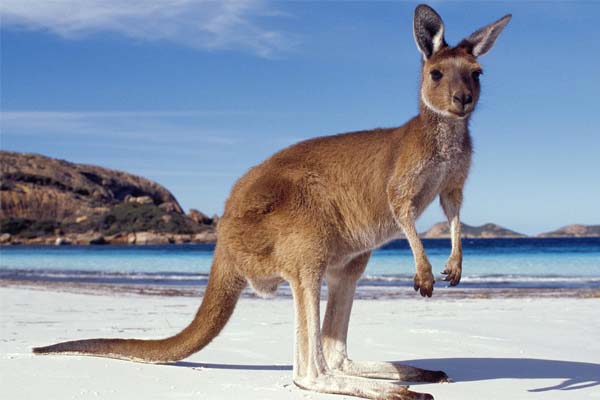 Путешествие в Австралию: 8 самых опасных животных в Австралии