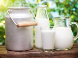 Полезно ли коровье молоко для взрослого?